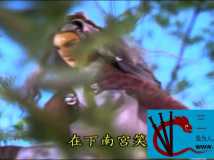 [百度云][中国台湾][2002][霹雳兵燹][黄文择口白][共48集][闽南语中字][DVD-VOB/每集700MB][480P]